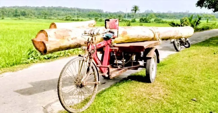 বন কর্মকর্তার বিরুদ্ধে গাছ কাটার অভিযোগ