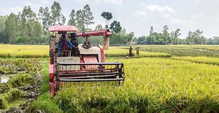 শ্রমিক-হারভেস্টার সংকট, দ্বিগুণ দামে কাটতে হচ্ছে ধান