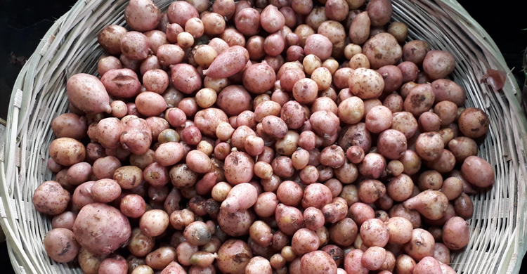 দিনাজপুরে নতুন আলুর কেজি ২০০ টাকা