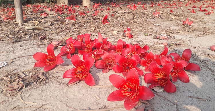 শিমুলে রাঙা দিনাজপুর-বীরগঞ্জ সড়ক