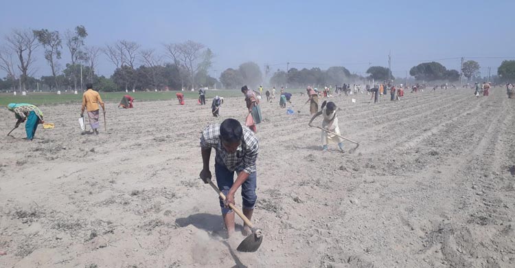 কুড়ানো আলুতে বছর চলে তাদের