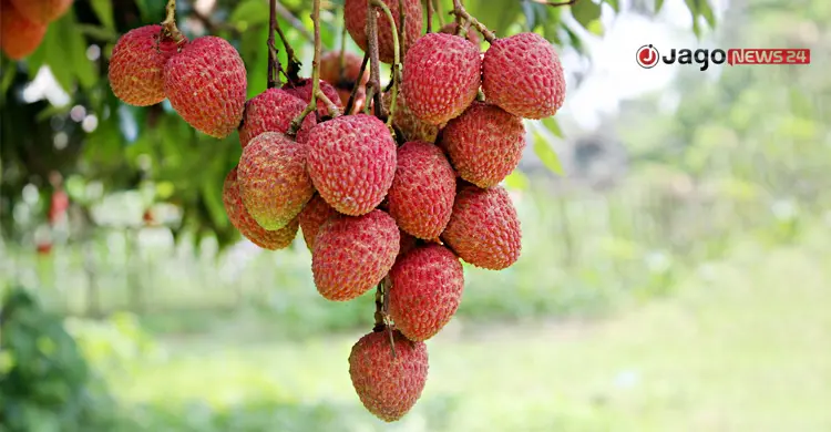 লিচু নিয়ে দেশে নেই কোনো গবেষণা কেন্দ্র