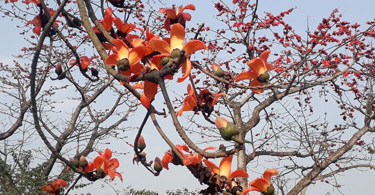 শিমুলে রাঙা দিনাজপুর-বীরগঞ্জ সড়ক