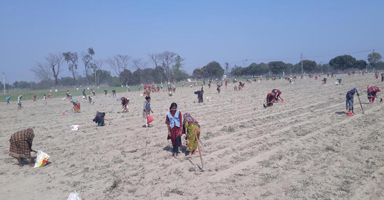 কুড়ানো আলুতে বছর চলে তাদের