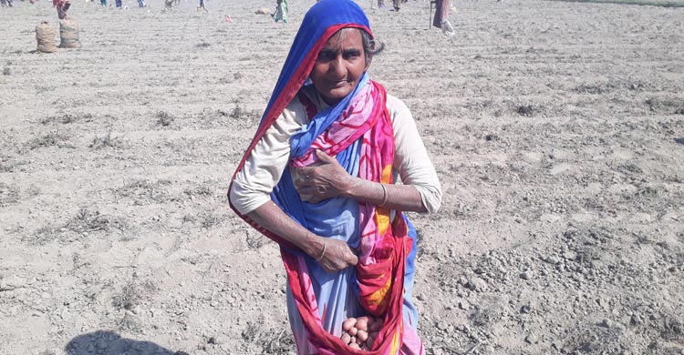 কুড়ানো আলুতে বছর চলে তাদের