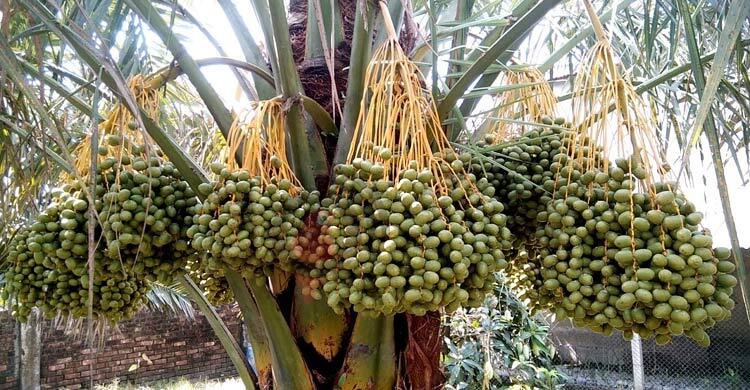 খেজুর চাষে সফল দিনাজপুরের জাকির