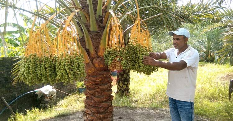 খেজুর চাষে সফল দিনাজপুরের জাকির