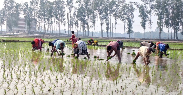 দিনাজপুরে ইরি-বোরো ধানের চারা রোপণের ধুম