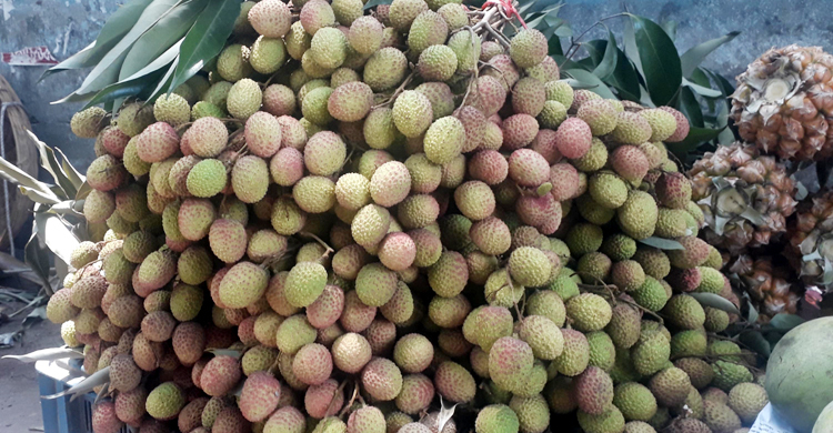 দিনাজপুরে অপরিপক্ক লিচু বিক্রির ধুম