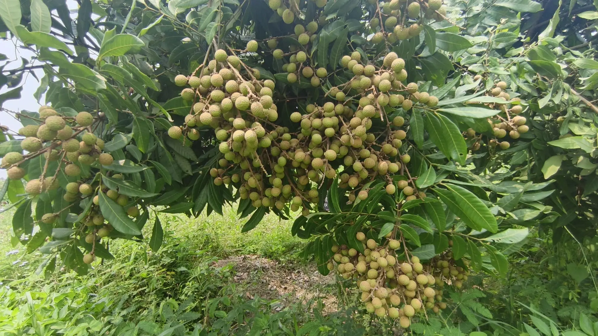 ashfal