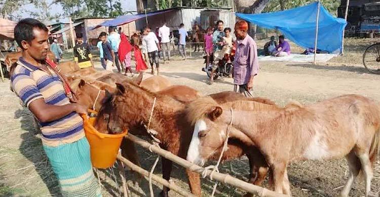 বুড়া চিন্তামন মেলায় এসেছে ৩ শতাধিক ঘোড়া