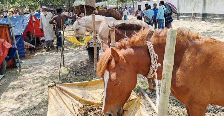 বুড়া চিন্তামন মেলায় এসেছে ৩ শতাধিক ঘোড়া