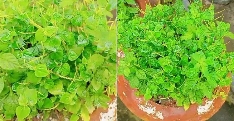 দীপ্ত লুচি কি টবে চাষ করা যায়? জানুন উপায়