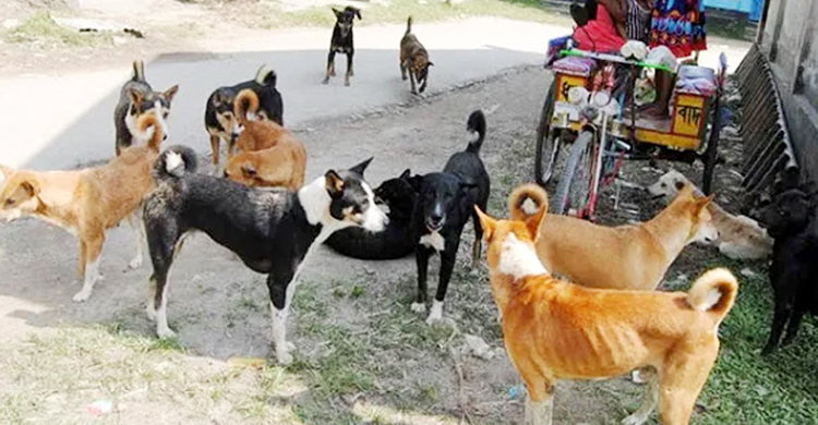 দিনাজপুরে কুকুরের কামড়ে হাসপাতালে ২১ জন