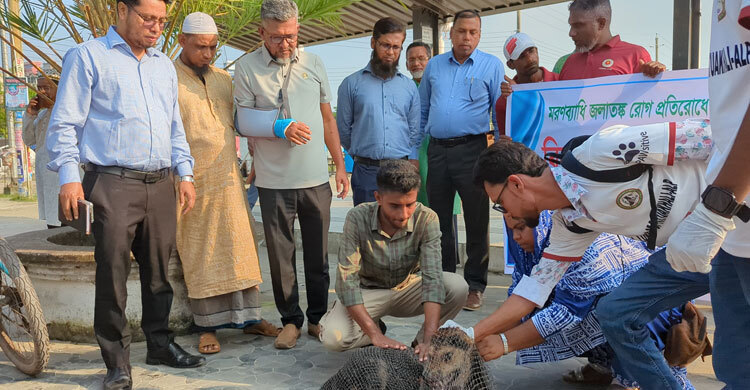 পটুয়াখালীতে বেওয়ারিশ কুকুরের জলাতঙ্ক টিকাদান কর্মসূচি শুরু