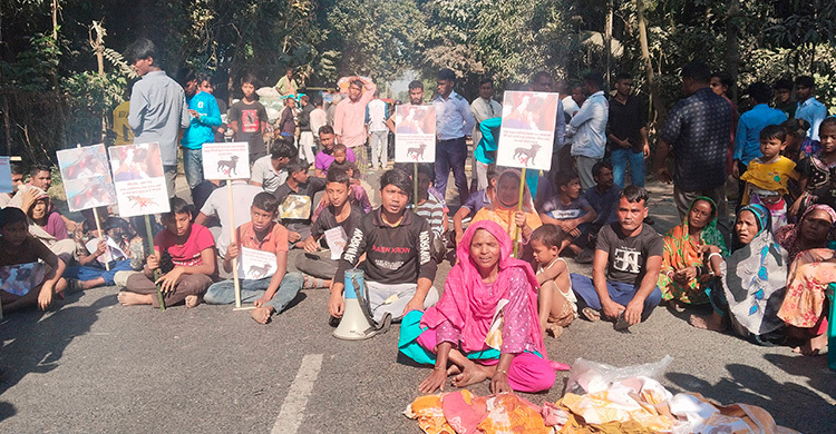 পোষা কুকুরের কামড়ে আহত নারী, জানাতে গেলে পরিবারের ওপর হামলা
