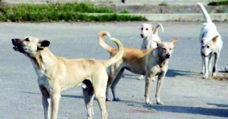 জামালপুরে পাগলা কুকুরের কামড়ে আহত ১২