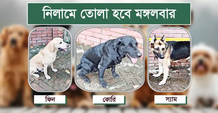 বিস্ফোরক-মাদক শনাক্তকারী ফিন-কোরি-স্যাম অবসরে