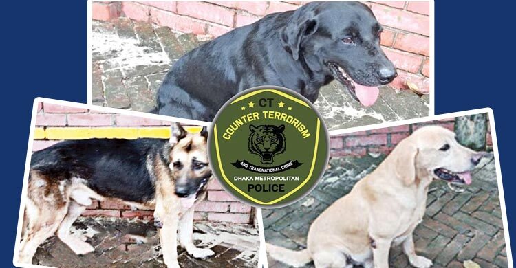 নিলামে ৩ কুকুর বিক্রি ৬ লাখ টাকায়, একটির দামই সাড়ে ৫ লাখ