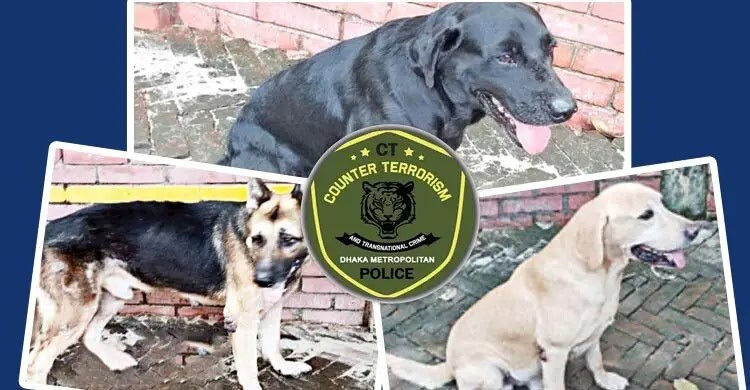 সাড়ে ৫ লাখে দাম উঠলেও কোরিকে নিতে আসেননি ক্রেতা, স্যাম-ফিন বিক্রি