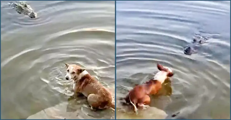 কেউ কুমিরের সামনে ফেলে দেয়নি, জলাতঙ্কে ভুগছিল সেই কুকুরটি