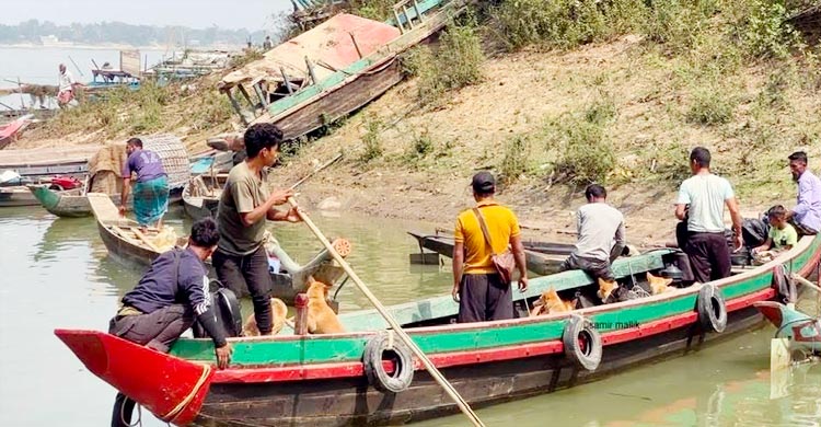 রাঙ্গামাটি থেকে বেওয়ারিশ কুকুর ভারতে পাচারের অভিযোগ