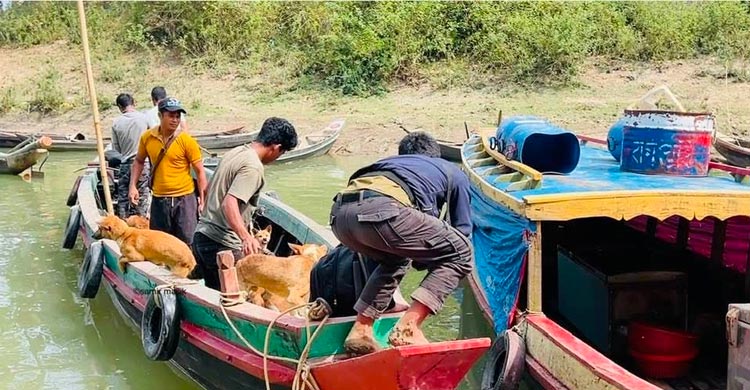 রাঙ্গামাটি থেকে বেওয়ারিশ কুকুর ভারতে পাচারের অভিযোগ