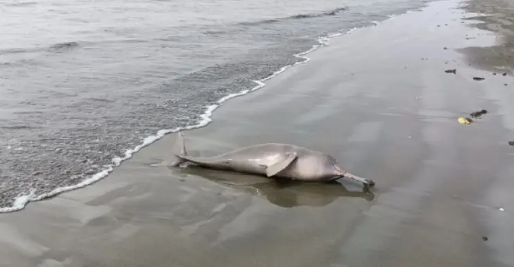 উপকূলে ভেসে আসছে মৃত ডলফিন, কারণ কী?