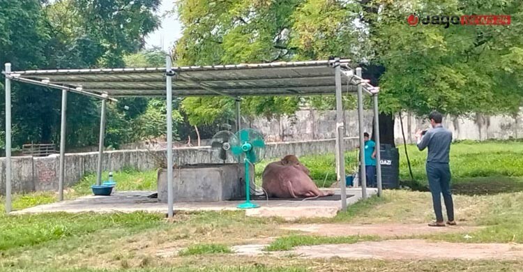 গরমে কাহিল ‘ডোনাল্ড ট্রাম্প’, বসানো হলো দুটি ফ্যান