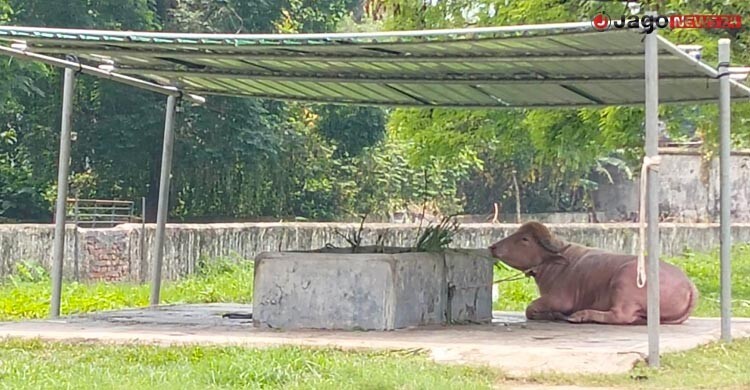 চিড়িয়াখানায় ‘প্রাণ’ ফিরিয়েছে ‘ডোনাল্ড ট্রাম্প’