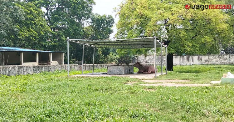 মিরপুরে জাতীয় চিড়িয়াখানায় আলোচিত মহিষ ‘ডোনাল্ড ট্রাম্প’-এর খাঁচার সামনে দর্শনার্থীদের ভিড়, ছবি: জাগো নিউজ