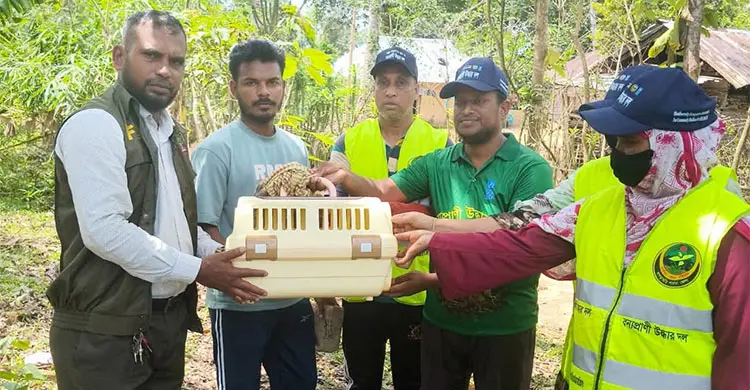 আহত অবস্থায় বিপন্ন লজ্জাবতী বানর উদ্ধার, চলছে চিকিৎসা