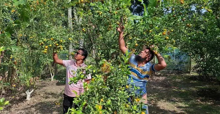 ৩ ভাইয়ের মিশ্র বাগানে প্রতি গাছে ২০ কেজি কমলা