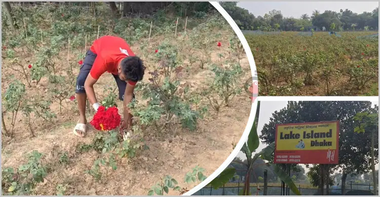 অস্তিত্ব সংকটে গোলাপ গ্রাম, নেপথ্যে আবাসন প্রকল্প