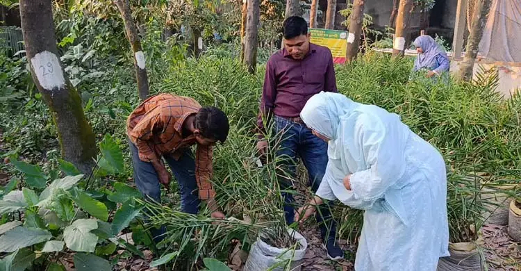 নারায়ণগঞ্জে জনপ্রিয় হচ্ছে বস্তায় আদা চাষ