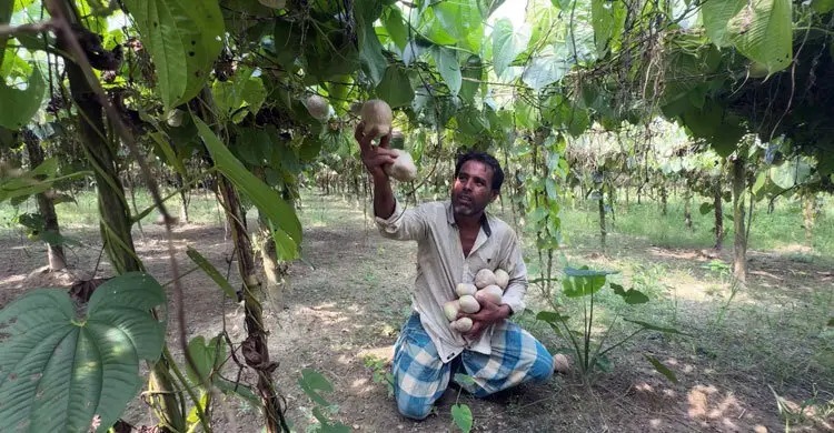 কিশোরগঞ্জের পাকুন্দিয়ায় গাছ আলু চাষে বদলাচ্ছে কৃষকের জীবন