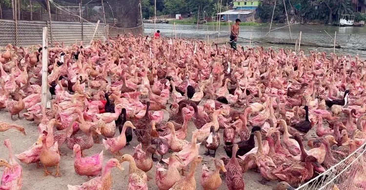 কিশোরগঞ্জের হাওরে হাঁস পালনে সম্ভাবনার আশা