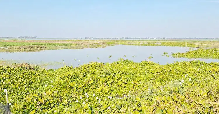 বিল ভরাটে পথে বসেছে অষ্টগ্রামের জেলেরা, ইজারা বাতিলের দাবি