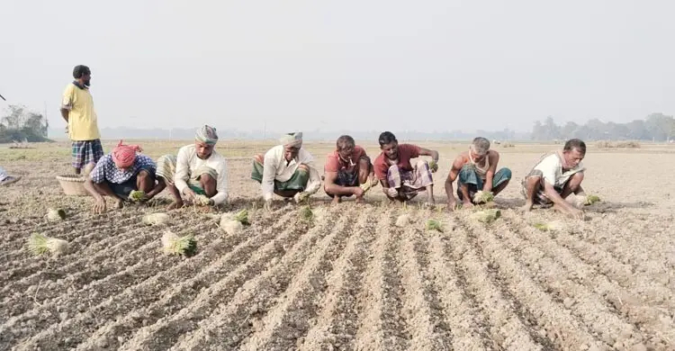 মানিকগঞ্জে পেঁয়াজের চারা রোপণ শুরু, লক্ষ্যমাত্রা ৭০ হাজার টন