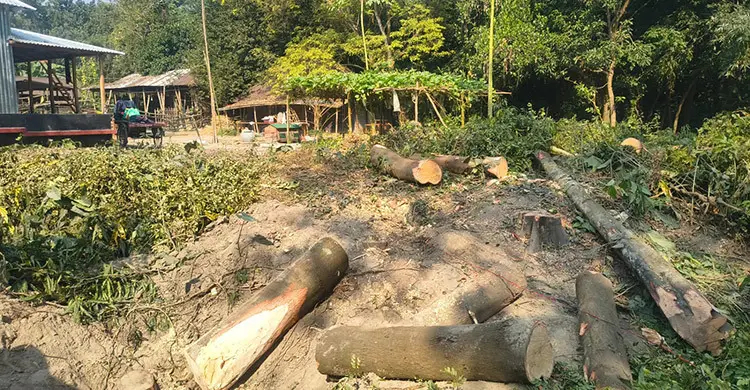 দখলে বিলীন হচ্ছে পাখিবন্ধুর অভয়াশ্রম