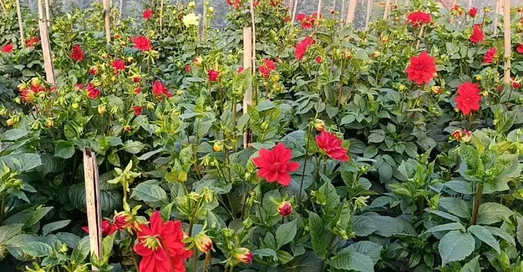 নারায়ণগঞ্জে কমেছে ফুল চাষ, ফোটেনি সময়মতো