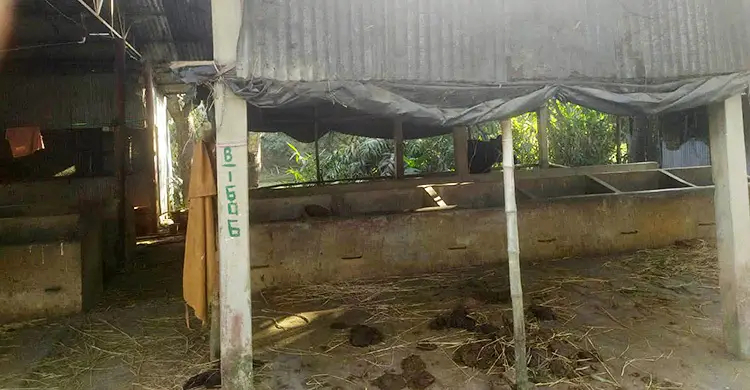 সীতাকুণ্ডে খামারিকে অস্ত্রের মুখে জিম্মি করে ১২ গরু লুট