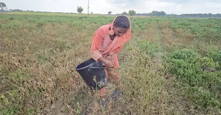 বৃষ্টিতে গাছ মরে লোকসানের মুখে মরিচচাষিরা