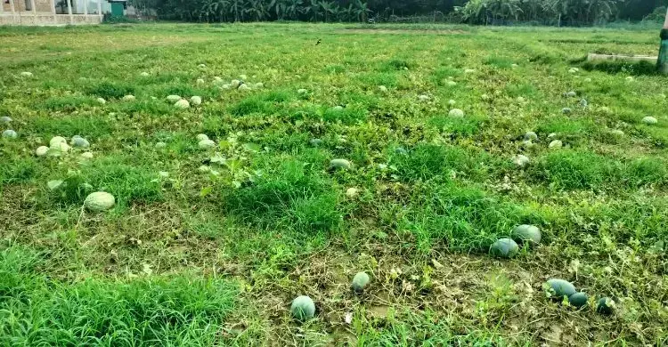 বৃষ্টিতে তলিয়ে গেলো তরমুজ খেত, কৃষকের মাথায় হাত