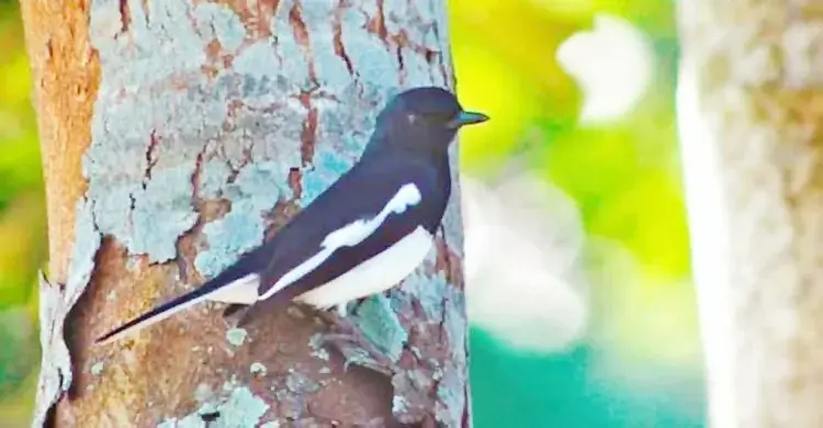 কেন হারিয়ে যাচ্ছে জাতীয় পাখি দোয়েল