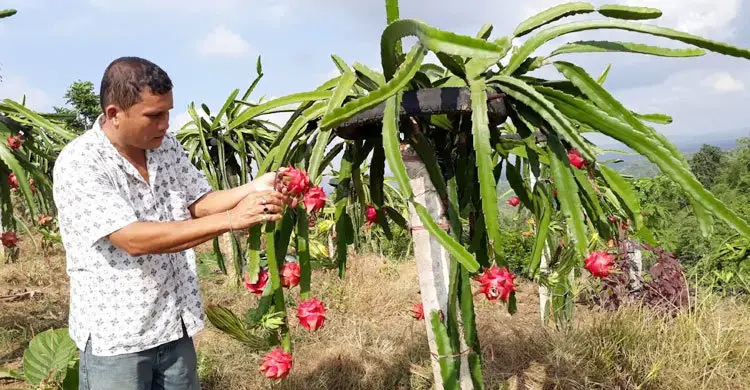পাহাড়ে ফল চাষ