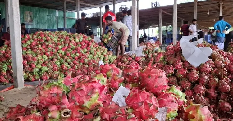 এক বাজারেই দৈনিক দেড় কোটি টাকার ড্রাগন ফল বিক্রি
