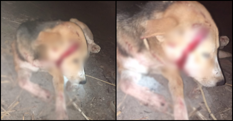 পোষা কুকুরকে হত্যাচেষ্টা, থানায় অভিযোগ