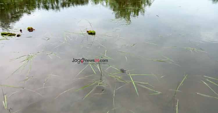 জোয়ারের পানি আটকে আমনের বীজতলা নষ্ট, কৃষকের হাহাকার