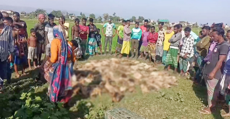 পাখি শিকারির বিষ খেয়ে মারা গেলো খামারির ৫০০ হাঁস